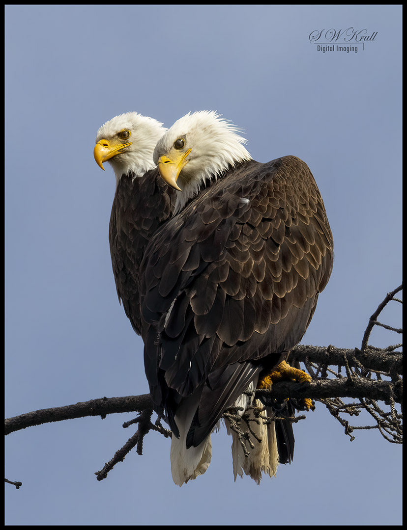 Pair of Bald Eagles