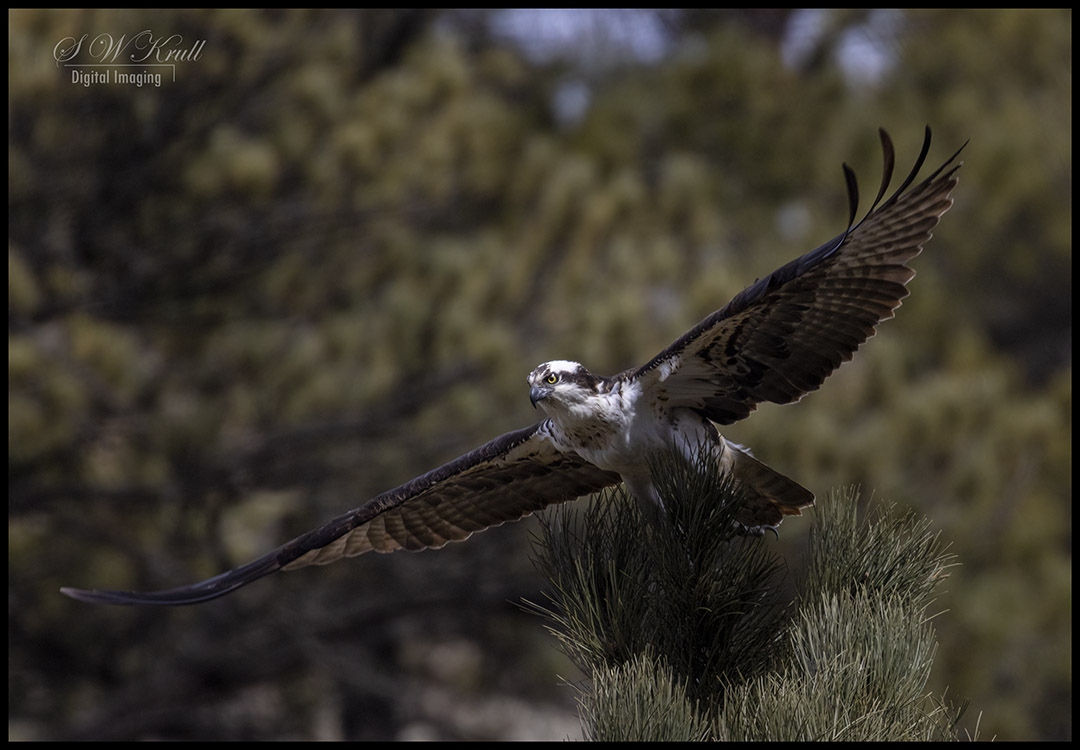 Osprey in Eleven Mile Canyon