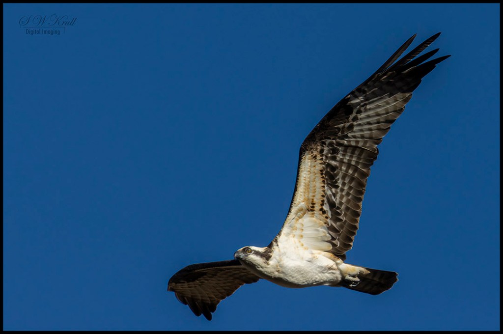 Osprey in Flight