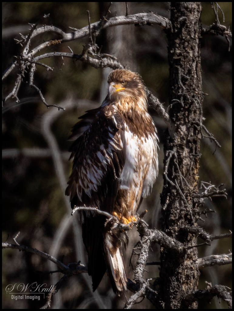 Juvenile Bald Eagle