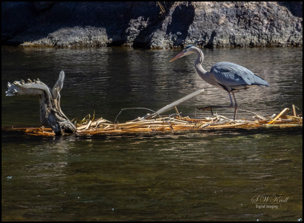 Great Blue Heron in River
