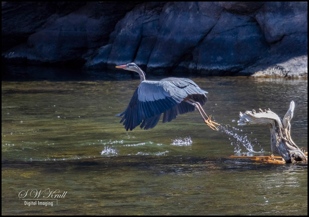 Great Blue Heron in River