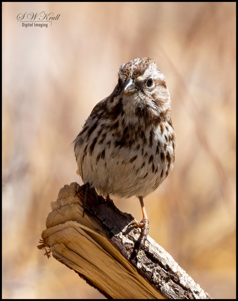 Song Sparrow