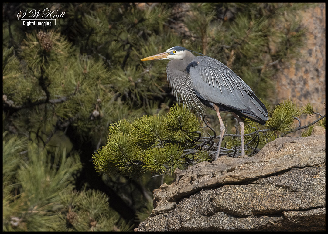 Great Blue Heron
