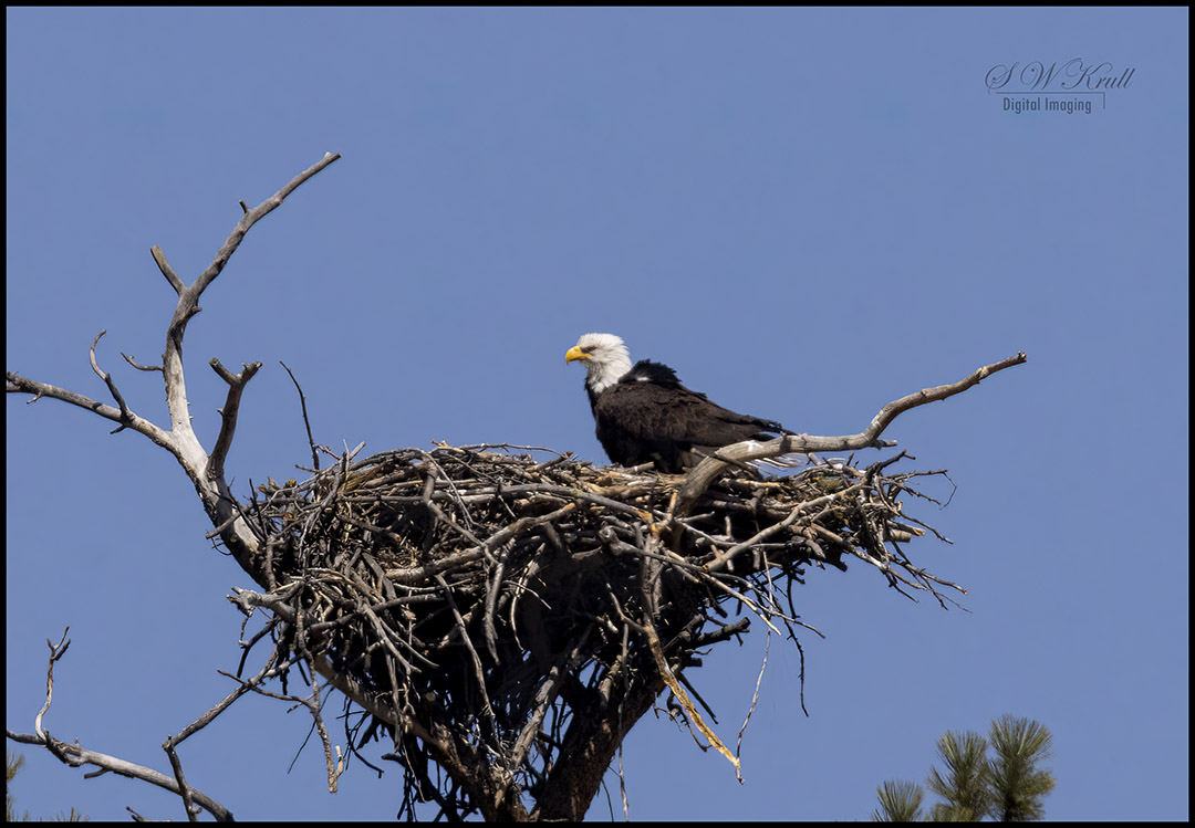 Bald Eagle on the Nest
