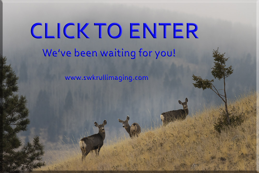 Misty Mountain Deer Herd Click to Enter Button