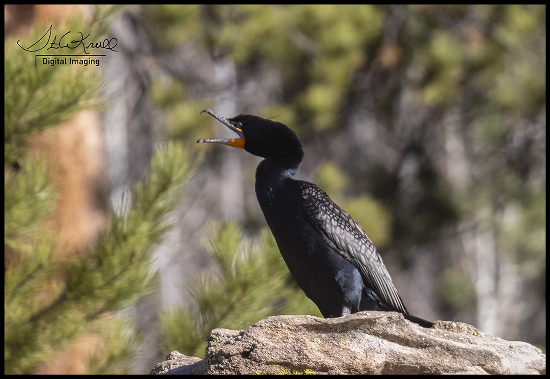Double-Crested Cormorant