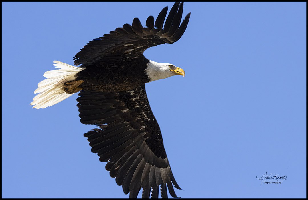 Bald Eagle