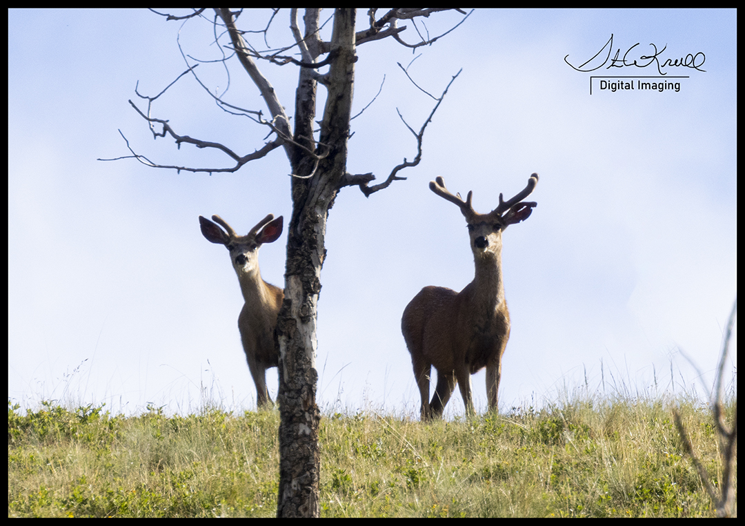 Mule Deer Bucks
