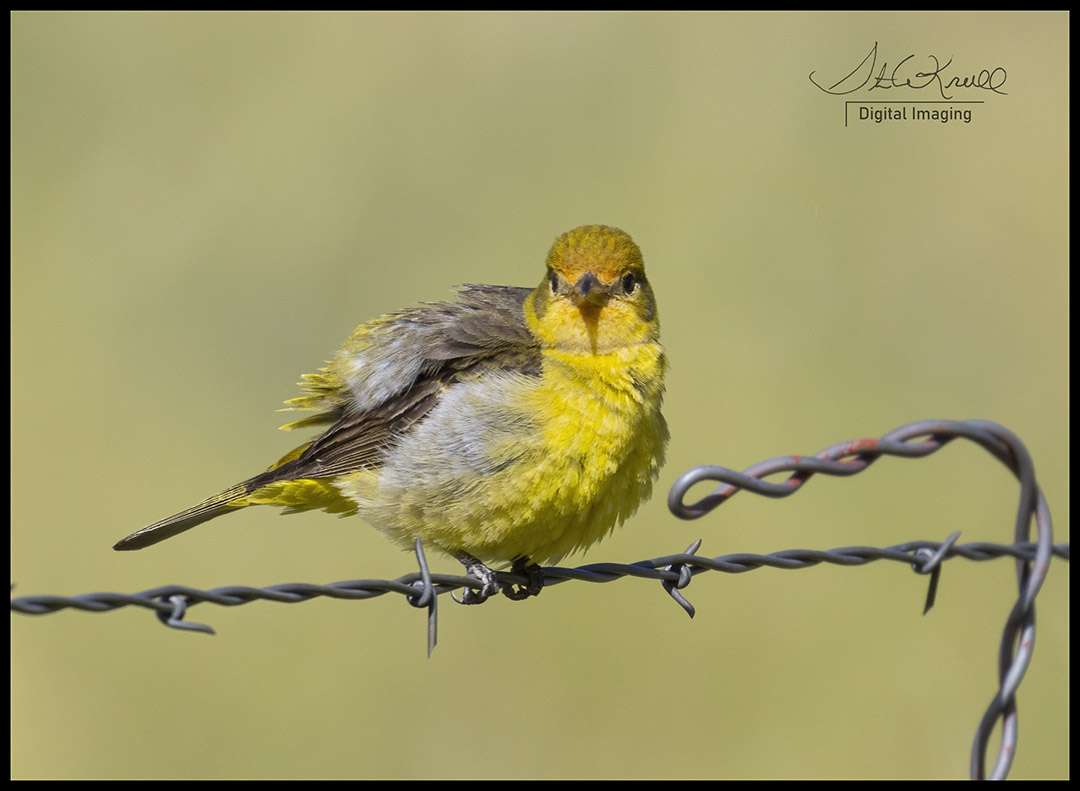 Female Western Tanager
