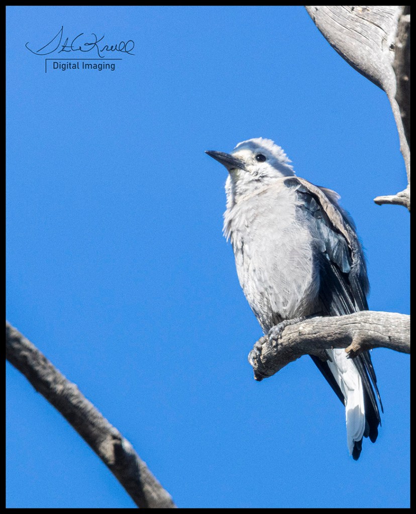 Clark's Nutcracker