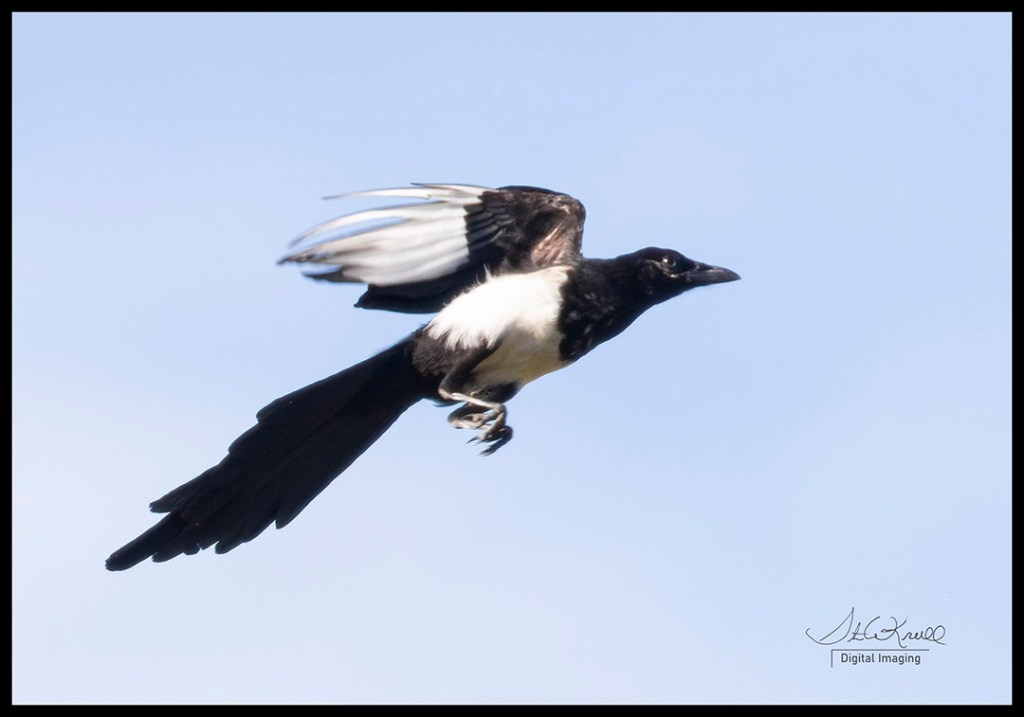 Magpie in Flight