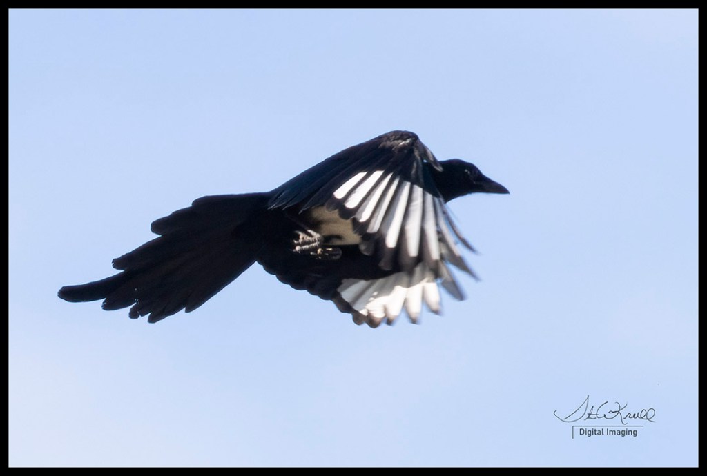 Magpie in Flight