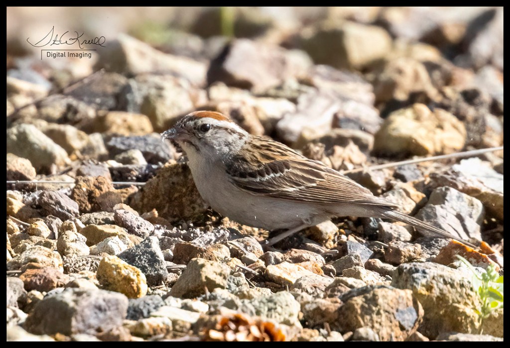 Chipping Sparrow