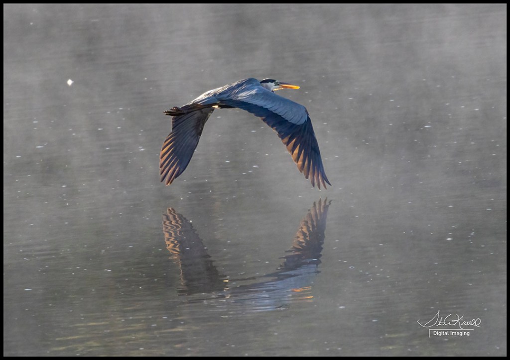 Great Blue Heron