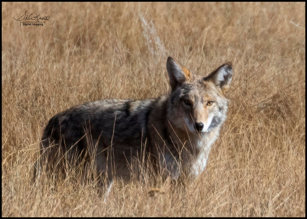 Coyote