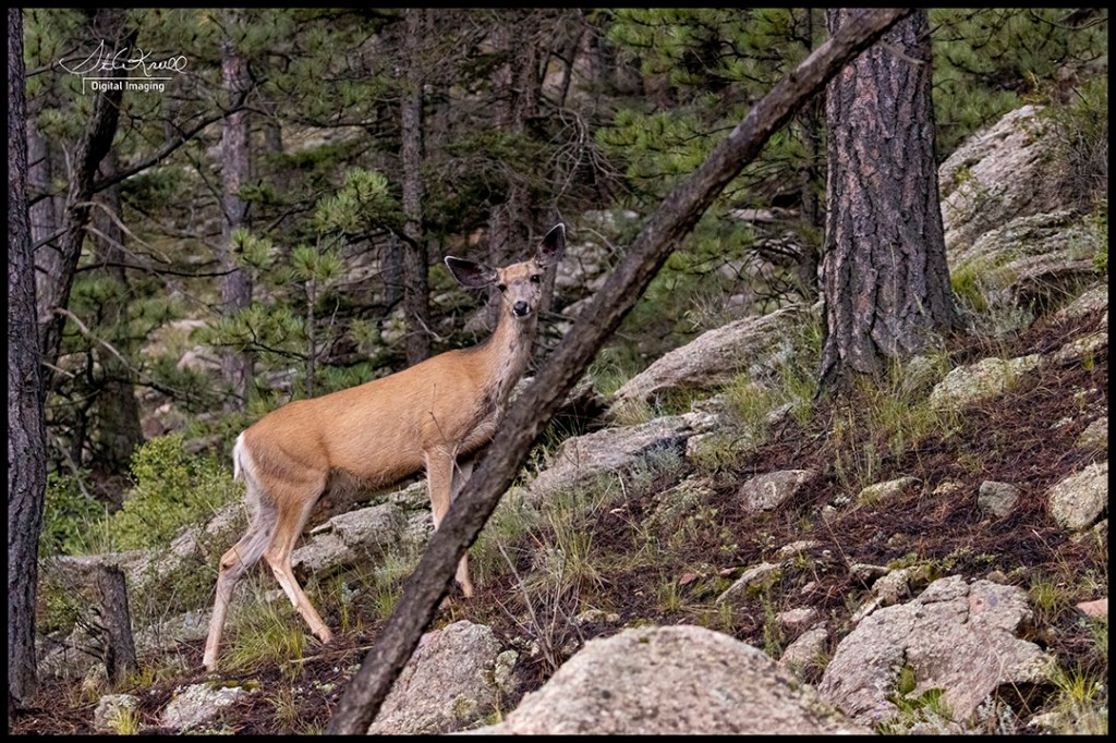 Mule Deer at 11 Mile