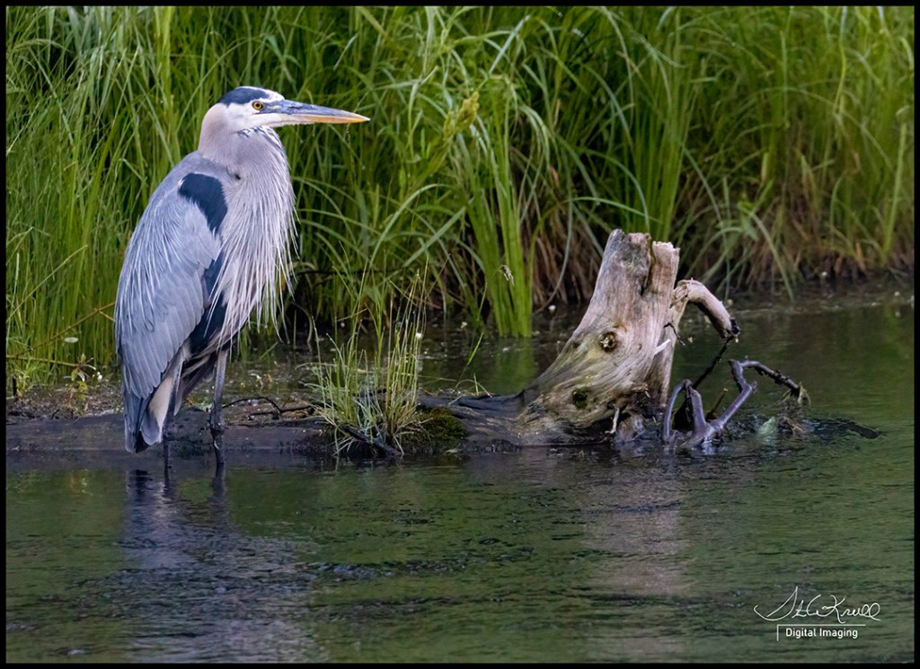 Great Blue Heron
