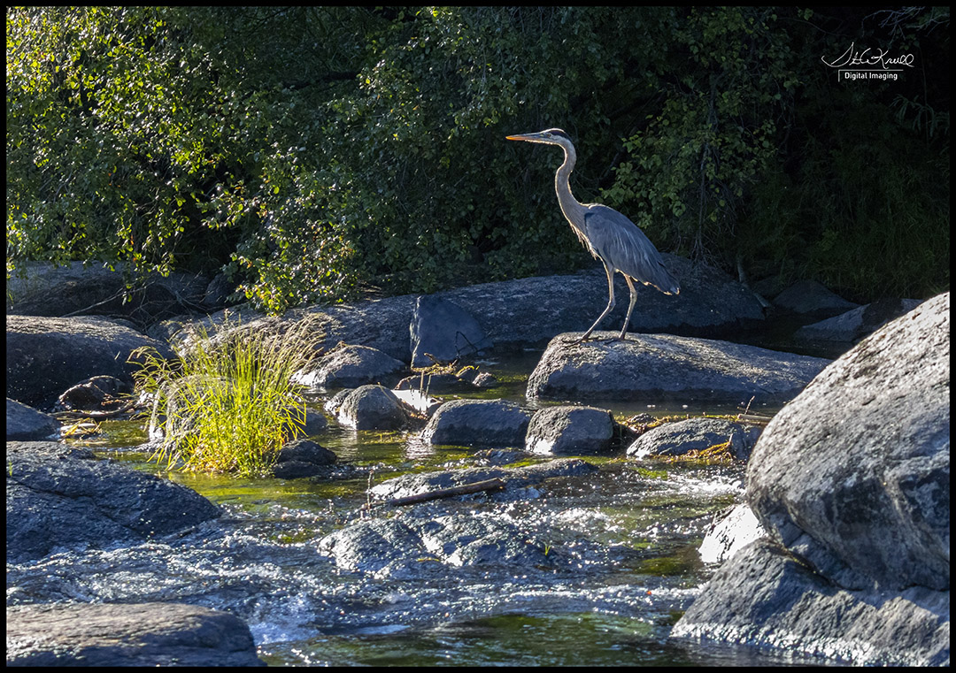 Great Blue Heron