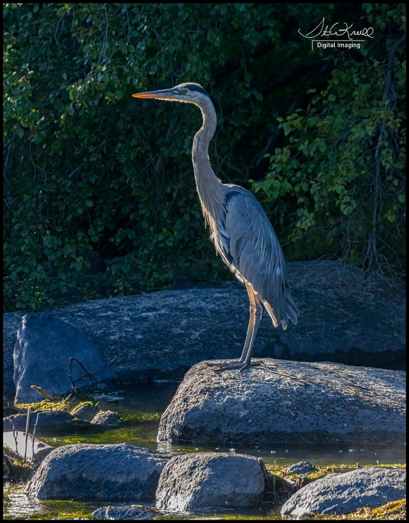 Great Blue Heron