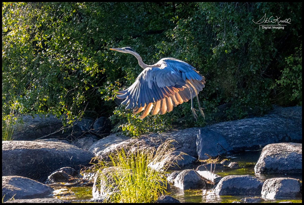 Great Blue Heron