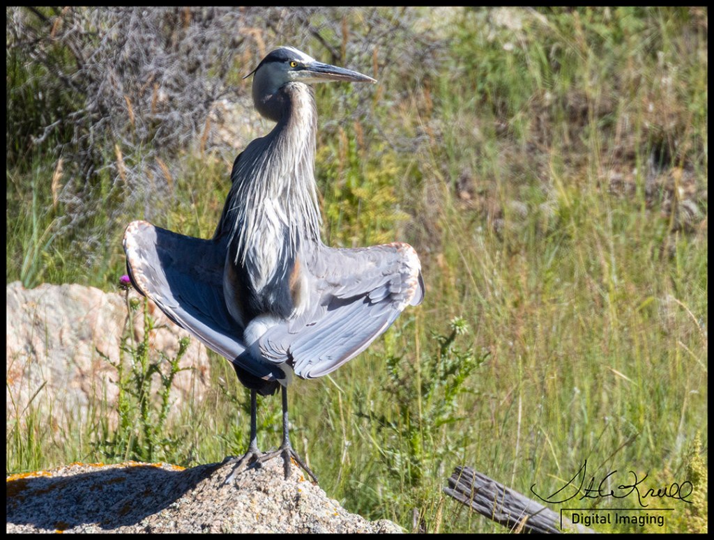 Great Blue Heron