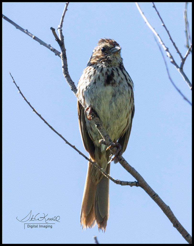 Song Sparrow
