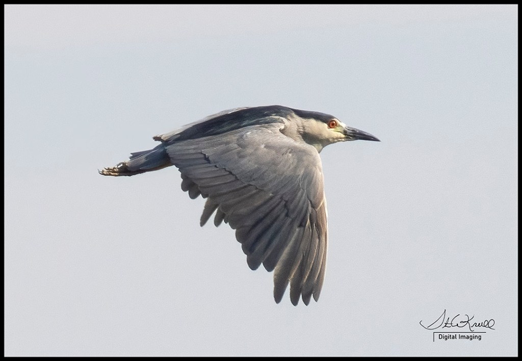 Black Crowned Night Heron