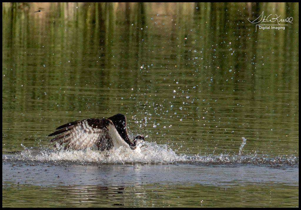 Osprey Fishing