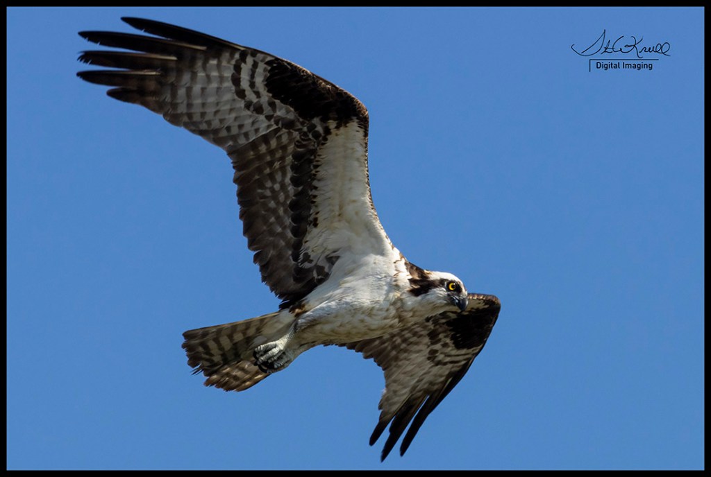 Osprey Fishing