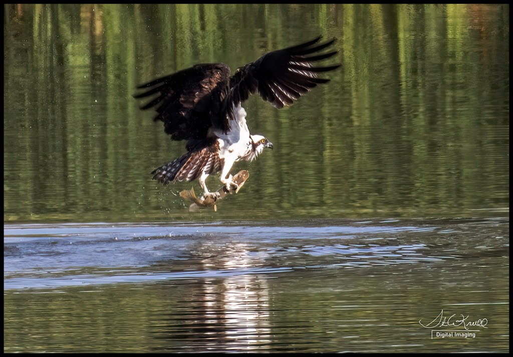 Osprey Fishing