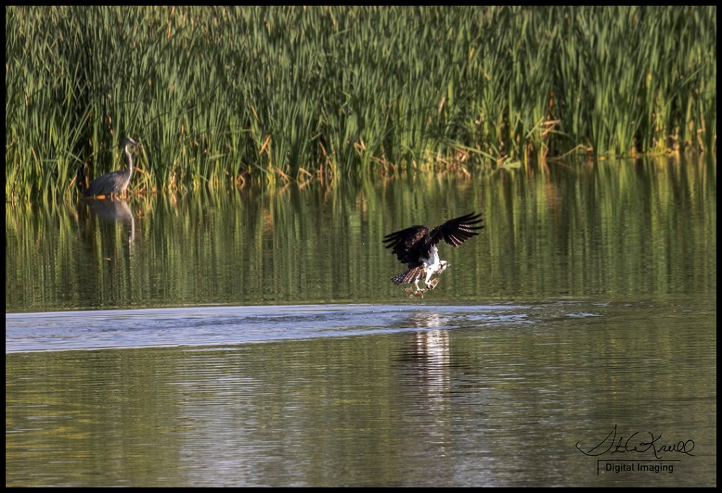 Osprey Fishing