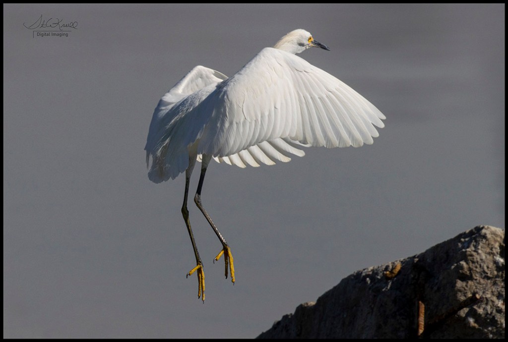 Snowy egret