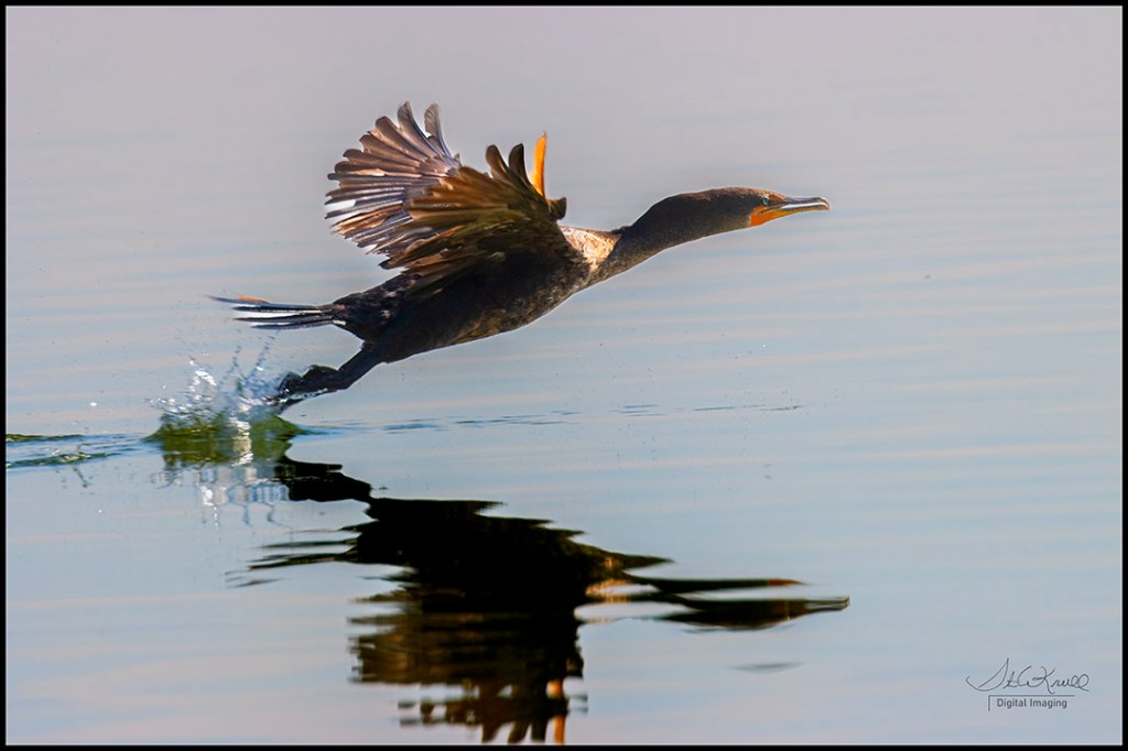 Double Crested Cormorant