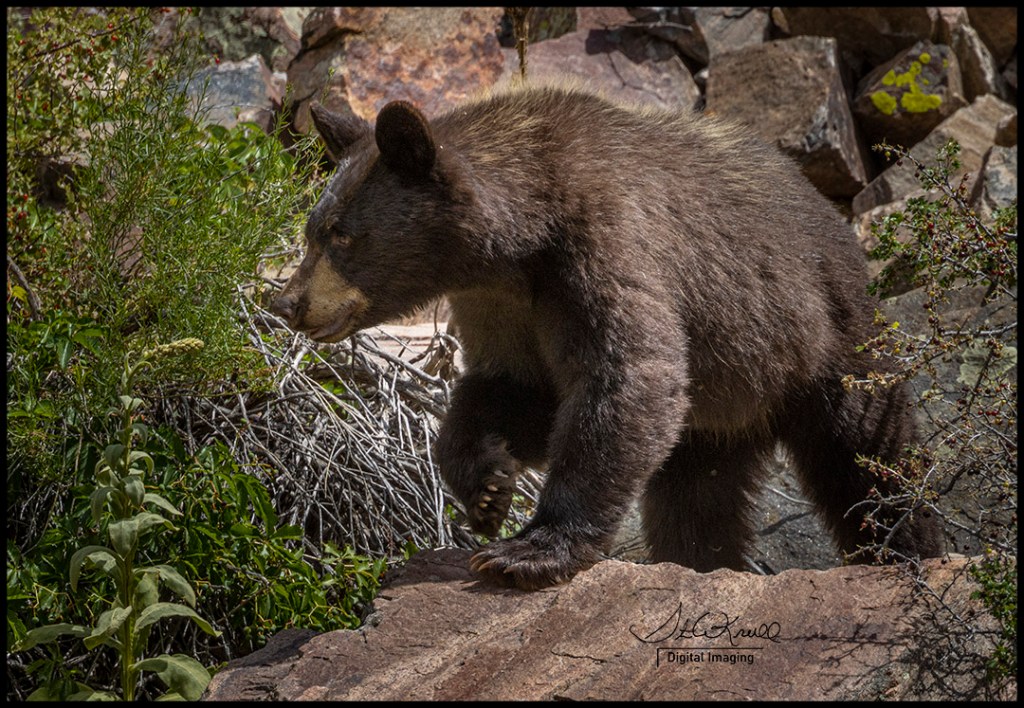 Young Black Bear