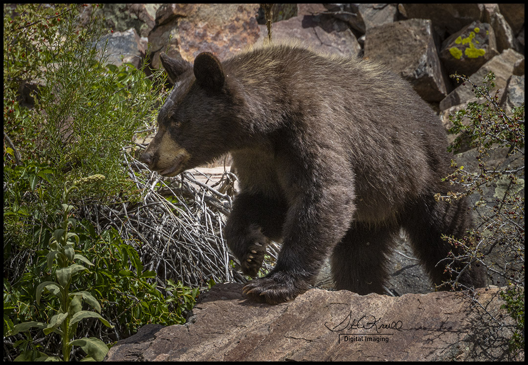 Young Black Bear