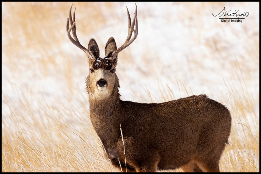 Mule Deer