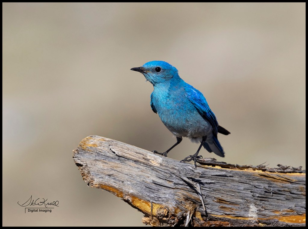 Mountain Bluebird