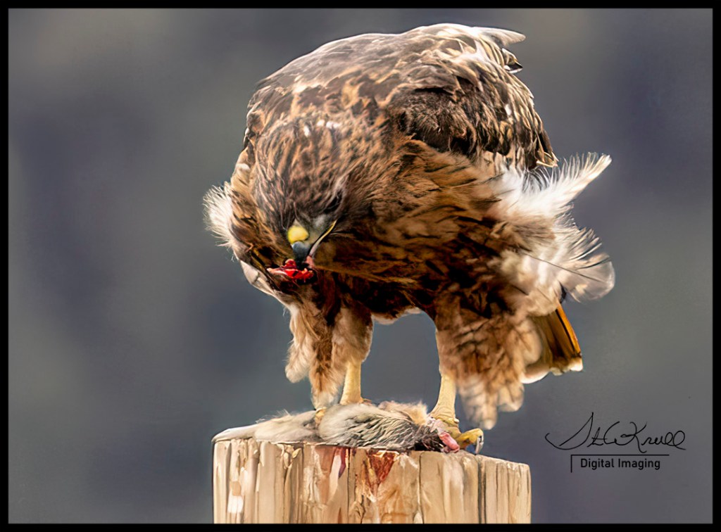 Red-tail Hawk Feasting