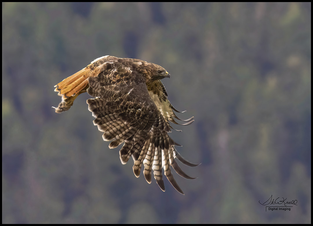 Red-tail Hawk
