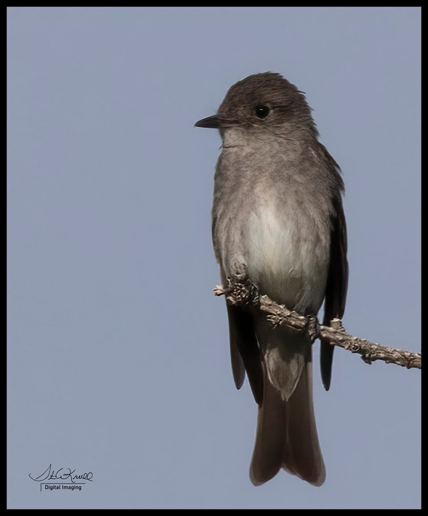 Olive-sided Fly Catcher