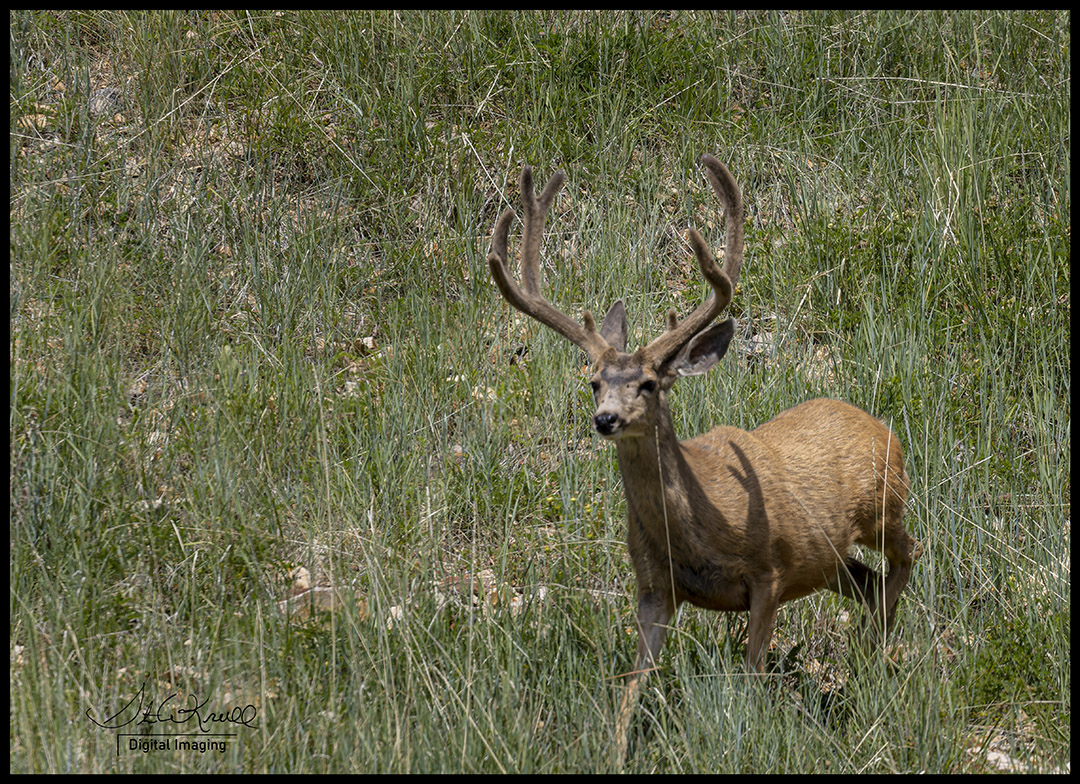 Big Buck Mule Deer