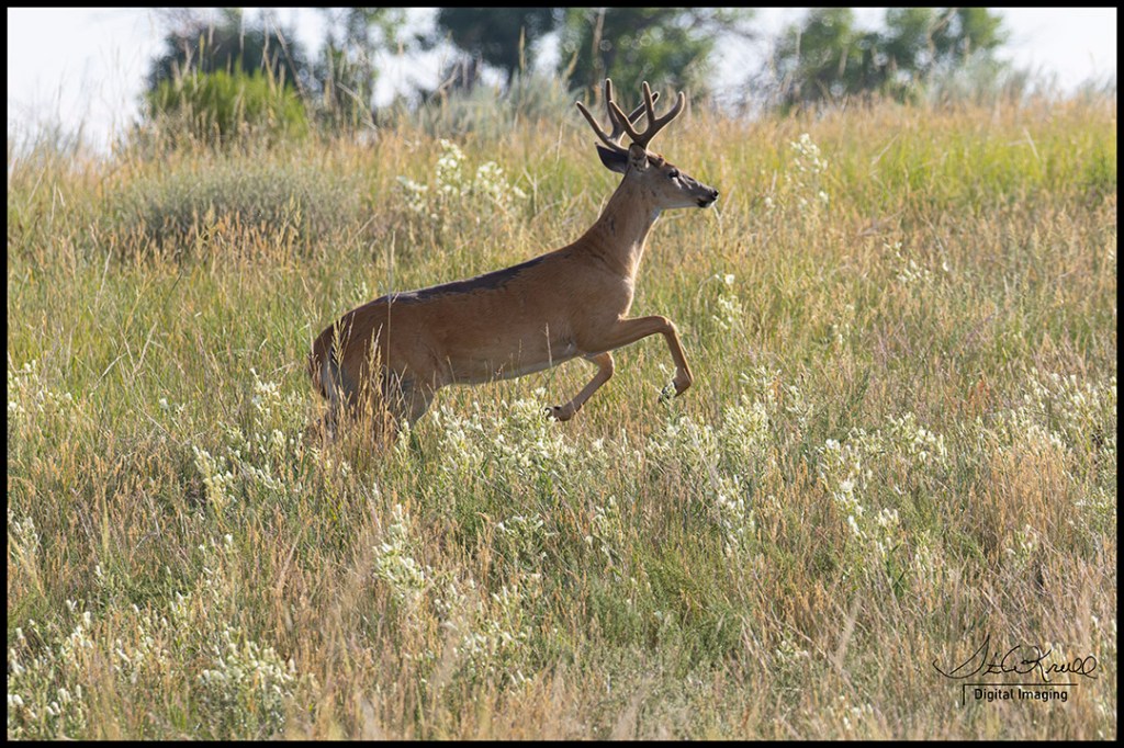 Running Buck
