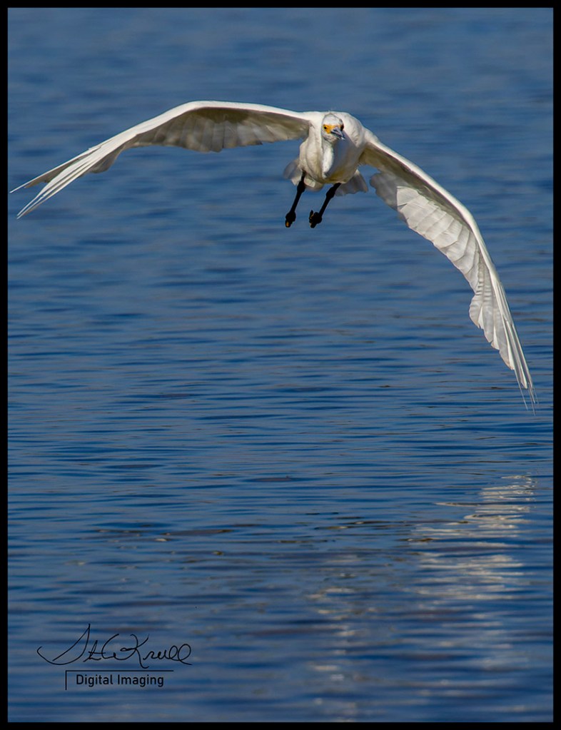 Snowy Egret