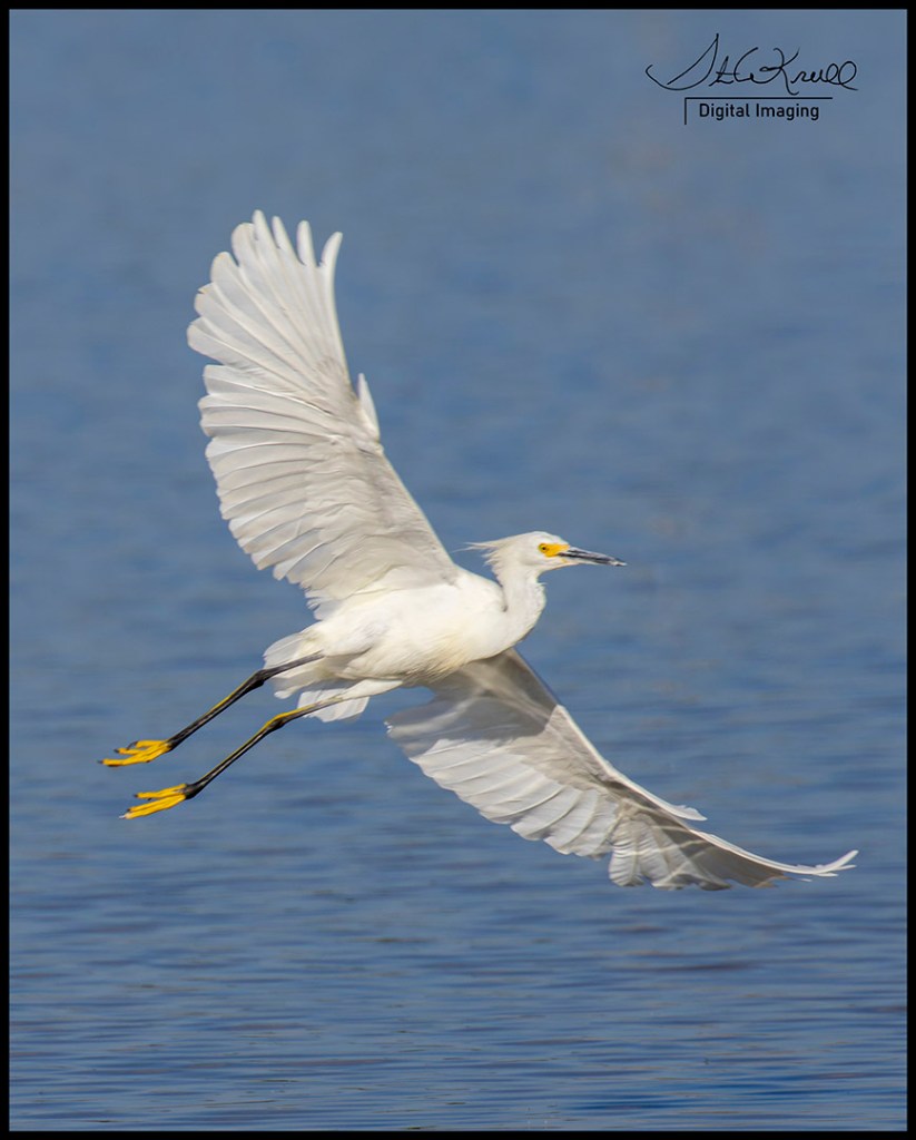 Snowy Egret