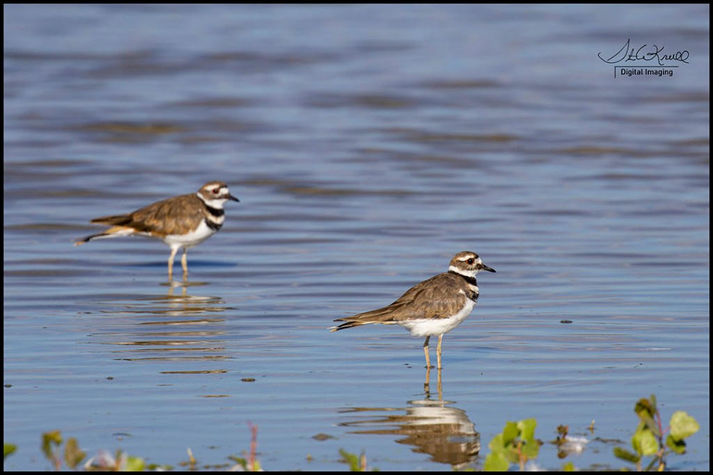 Killdeer