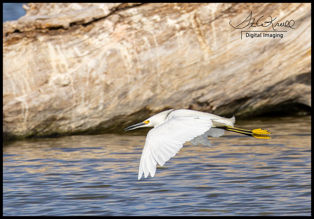Snowy Egret