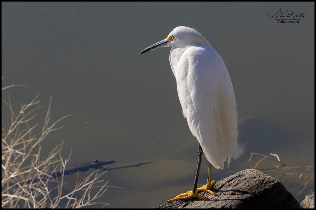 Snowy Egret