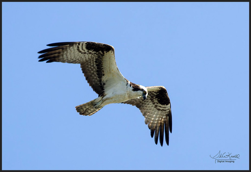 Osprey in Flight