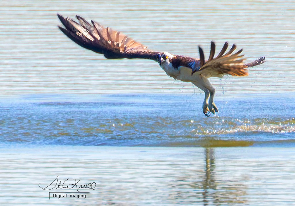 Osprey in Flight